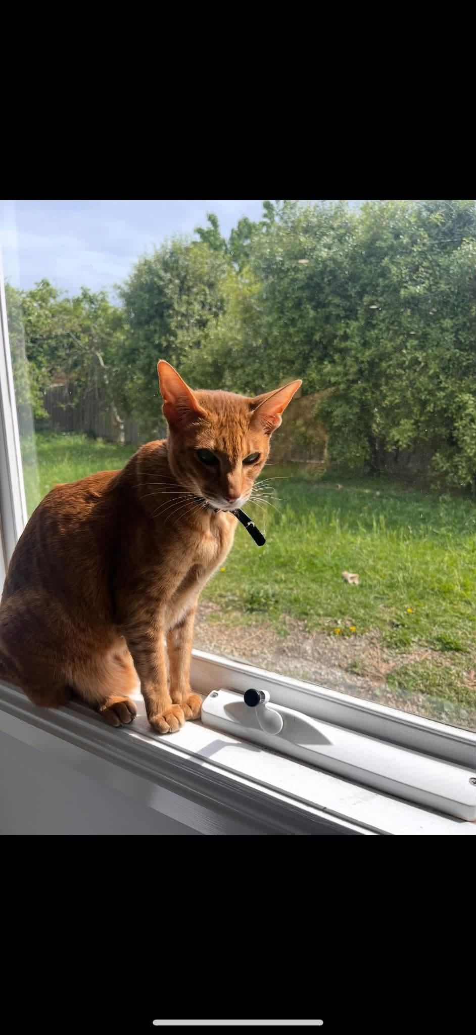 Lost Cat in Melbourne