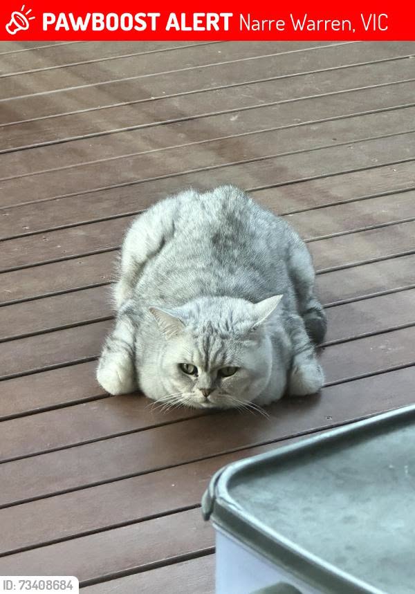 Lost Cat in Victoria