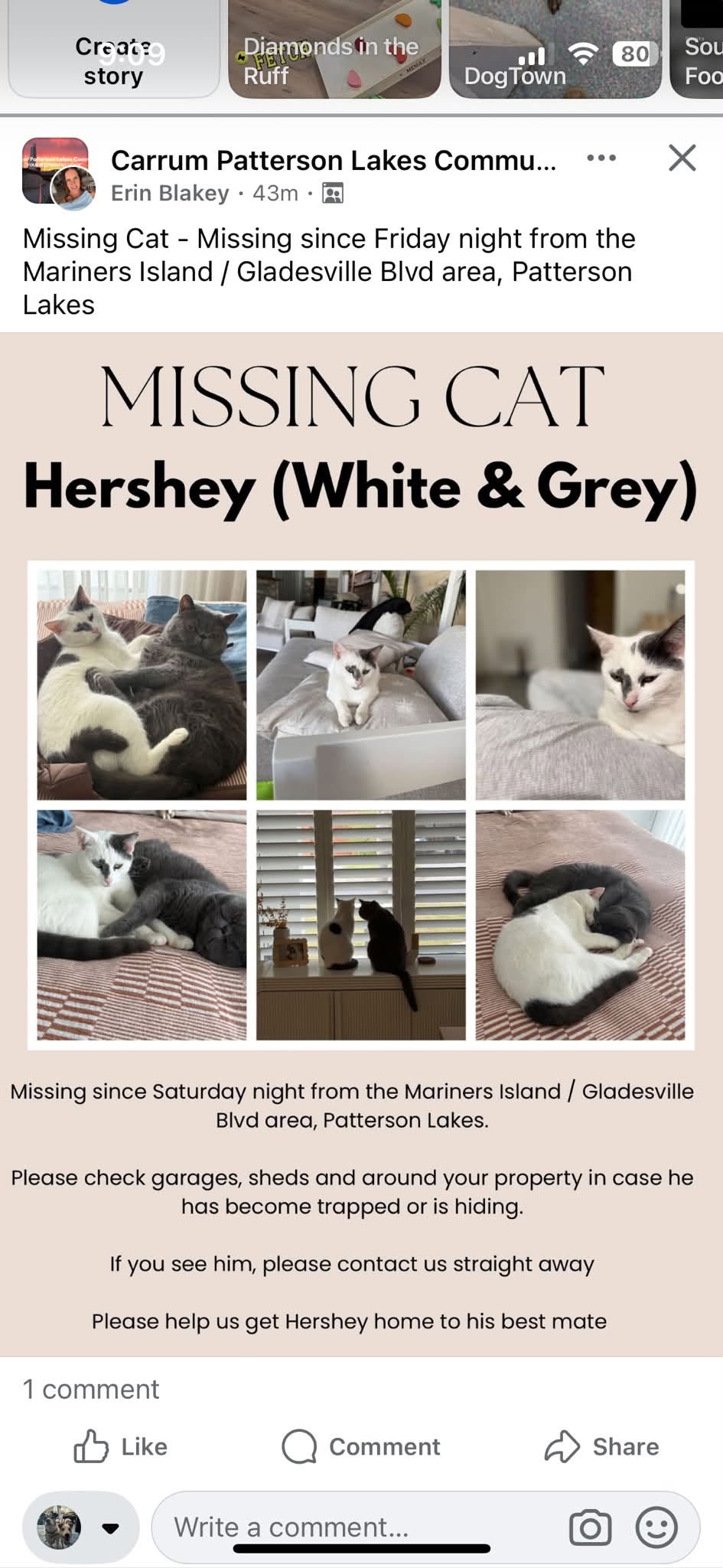 Lost Cat in Melbourne