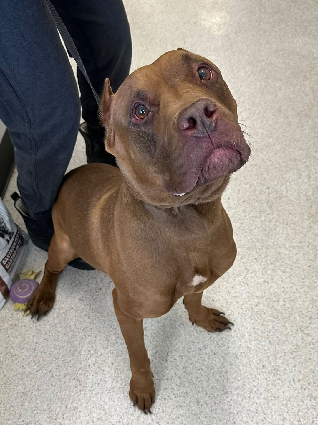 Found dog