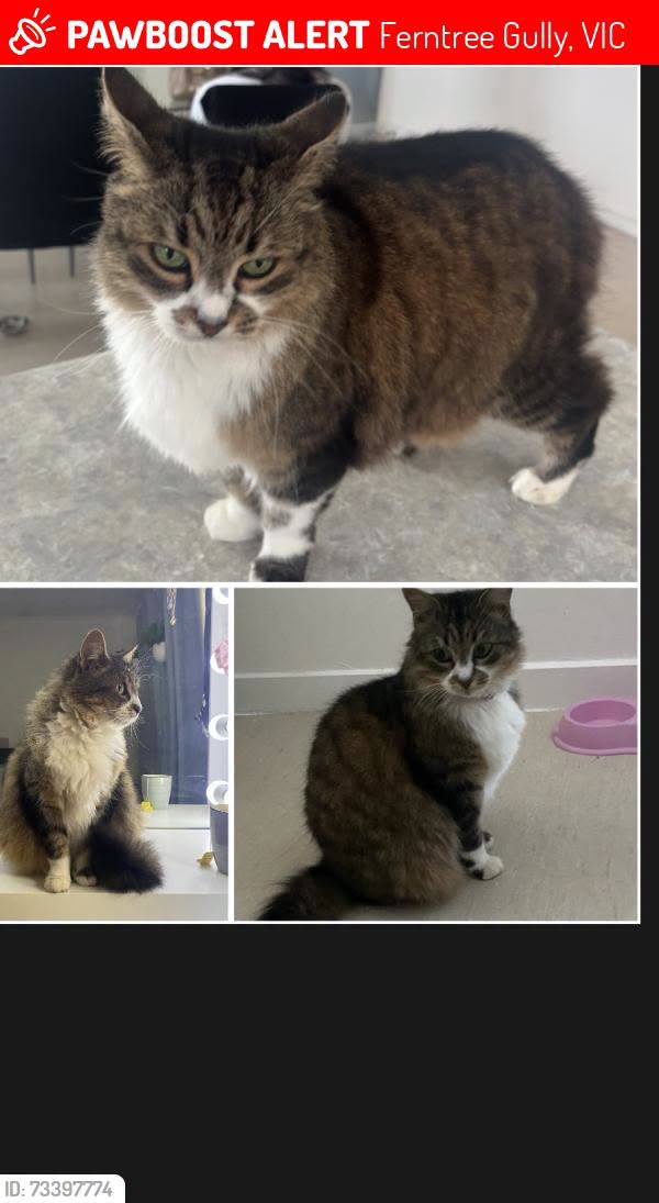 Lost Cat in Melbourne