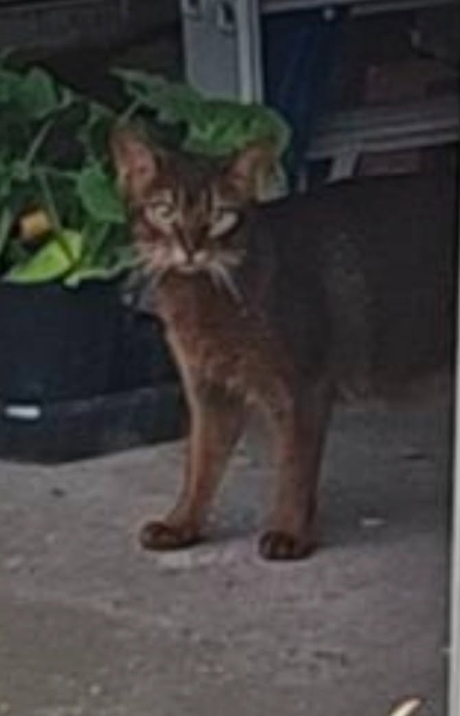 Found cat
