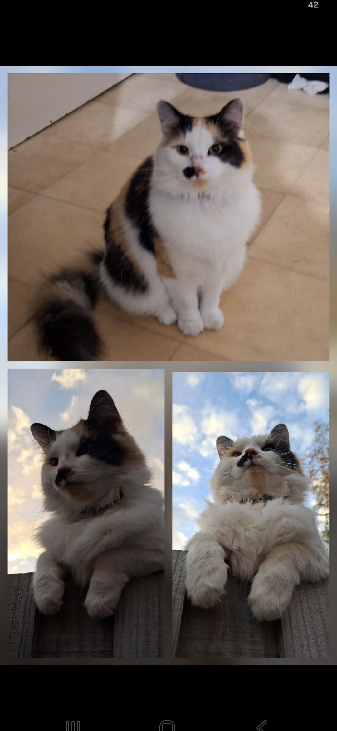 Lost Cat in Melbourne