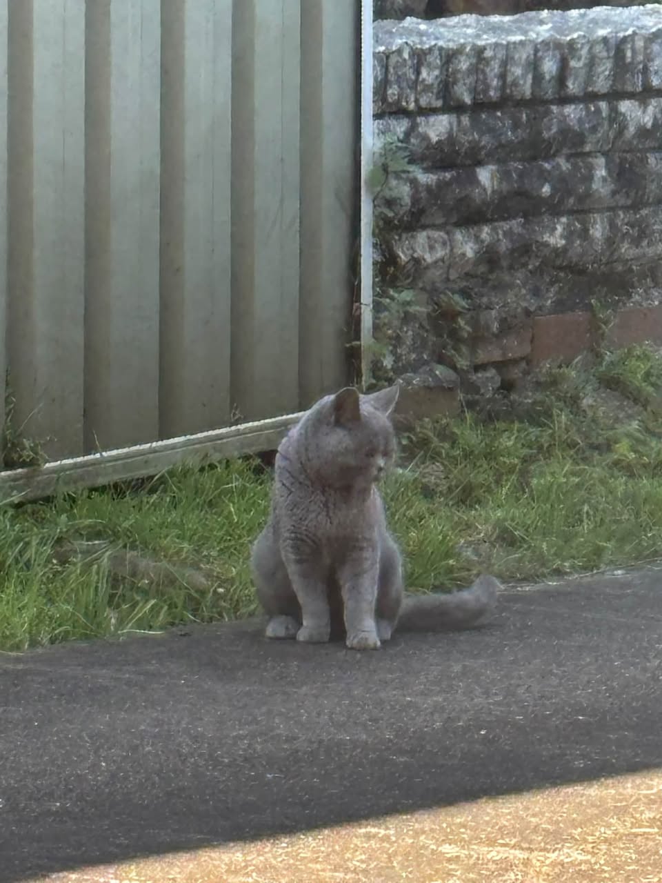 Found cat