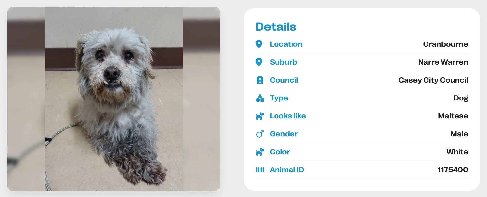 Found dog