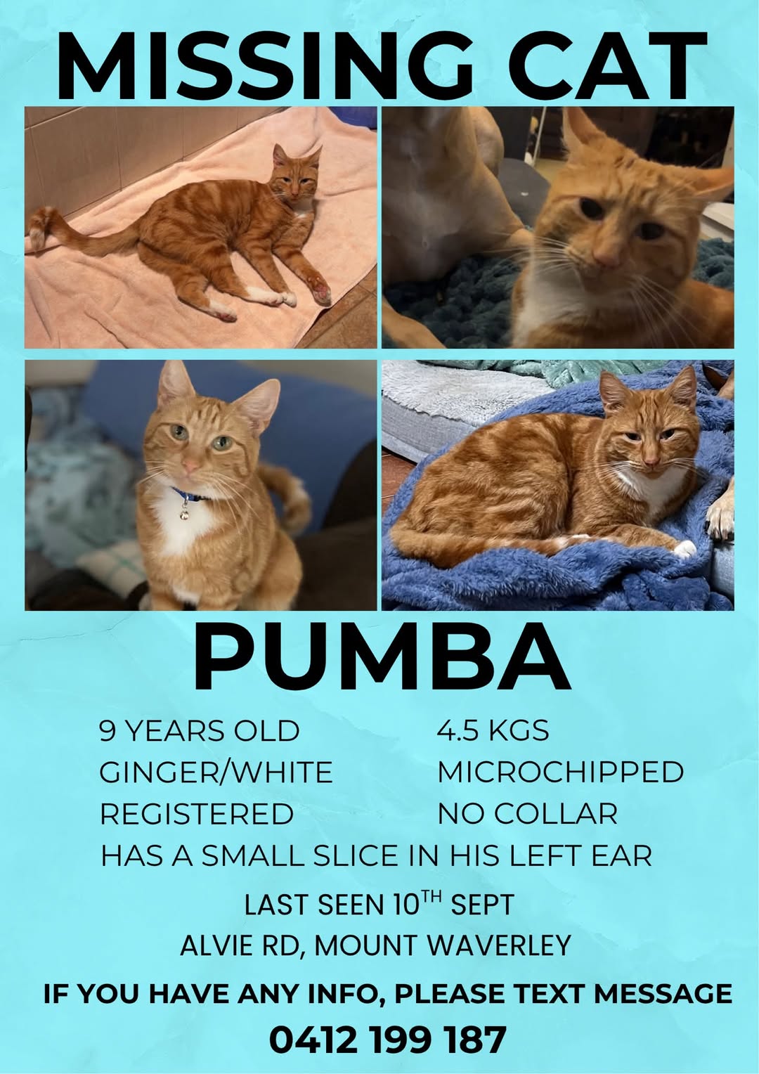Lost Cat in Melbourne