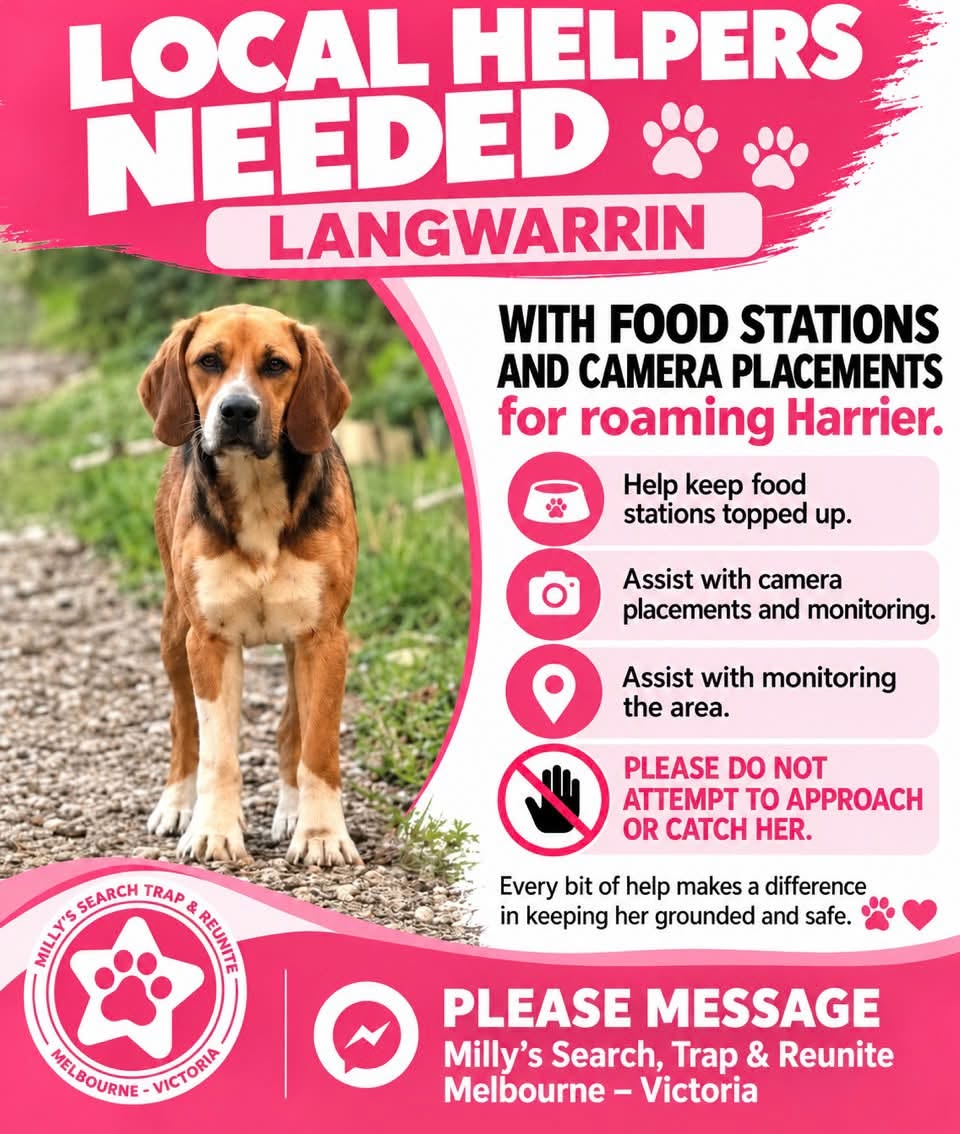 Lost dog