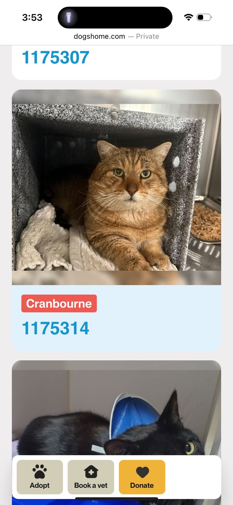 Found cat