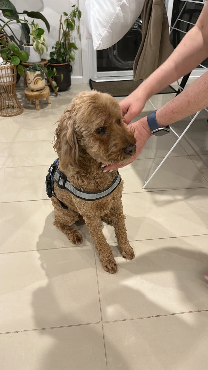 Found dog