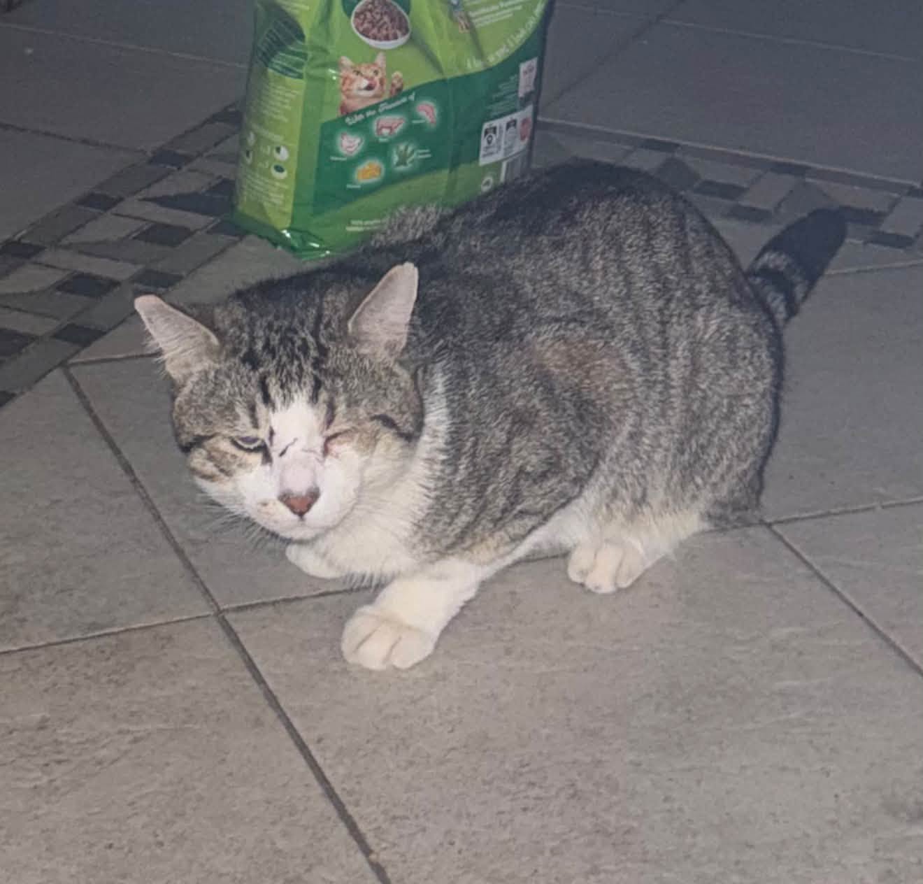 Found cat