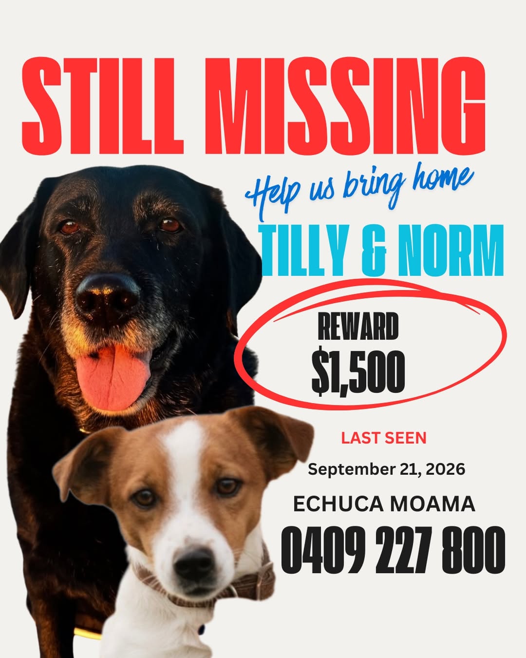 Lost dog