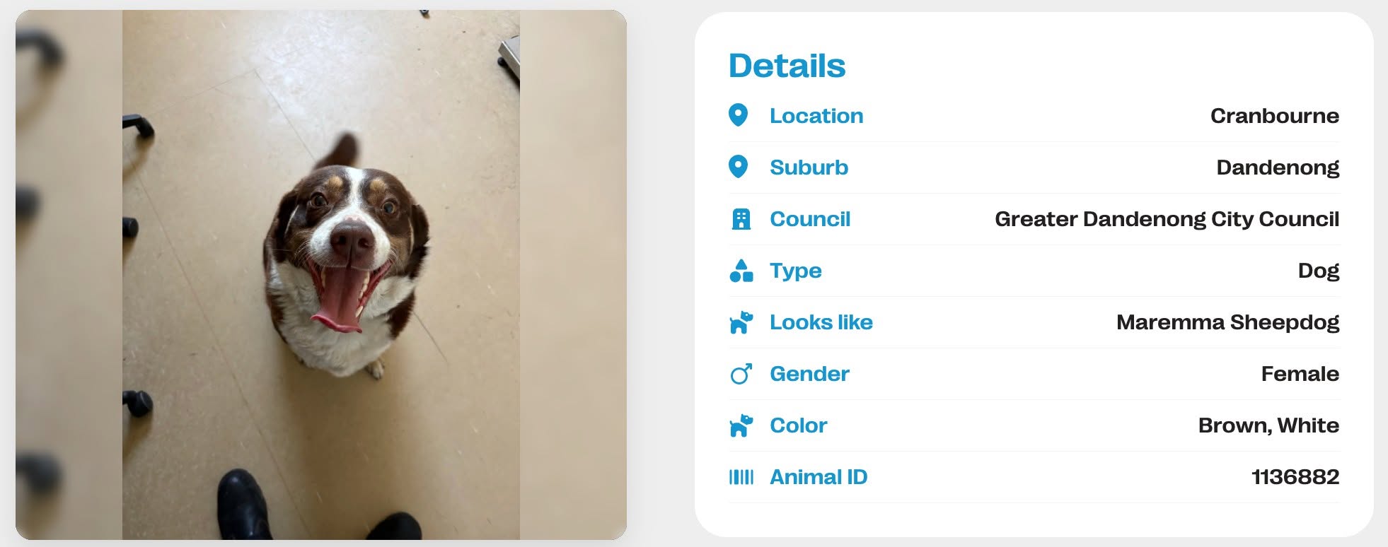 Found dog