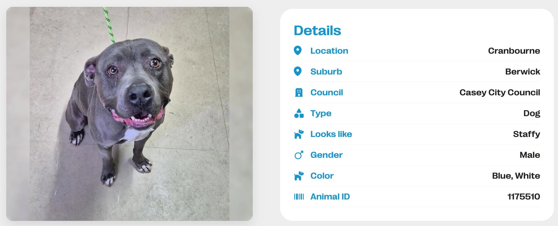 Found dog