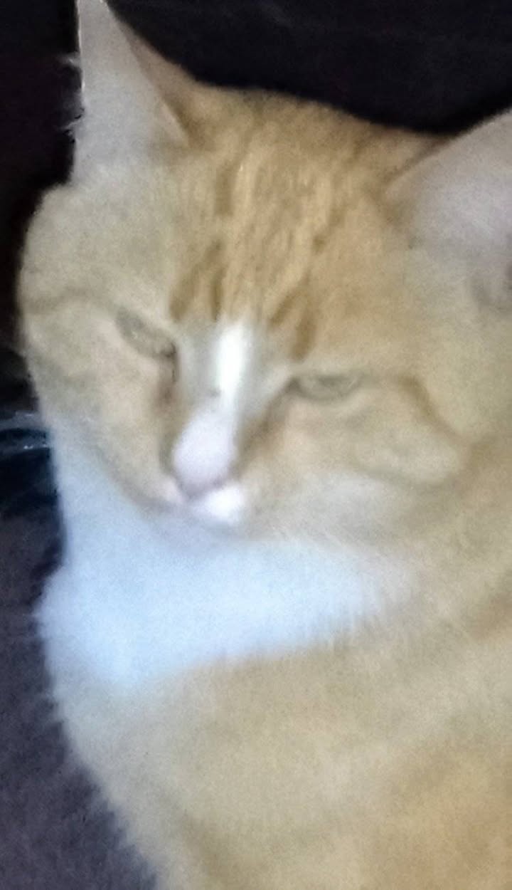 Lost cat