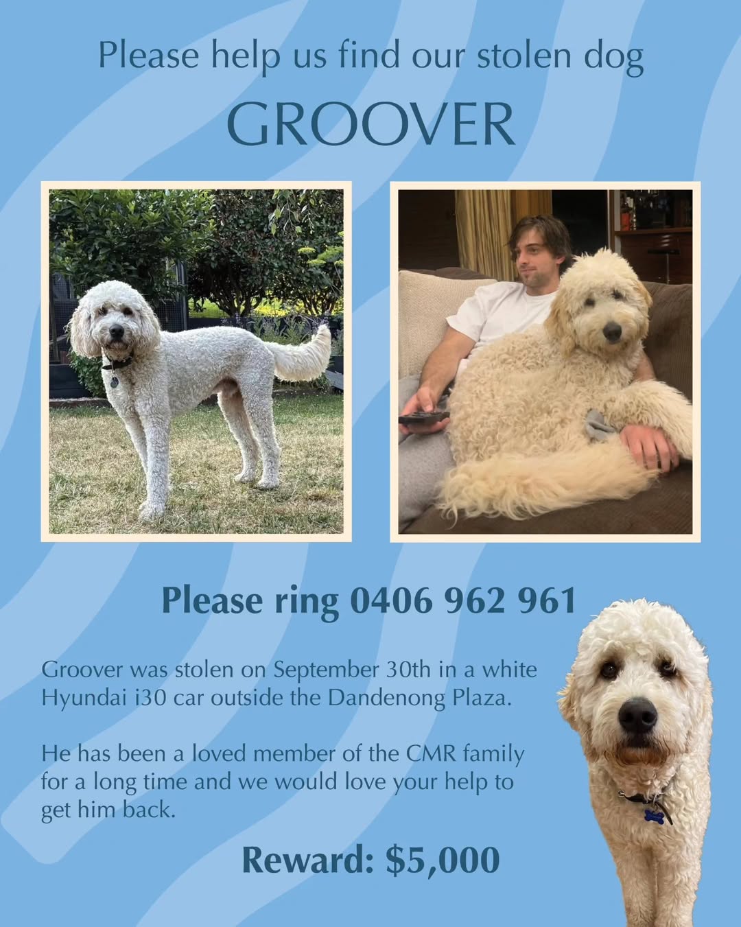 Lost dog