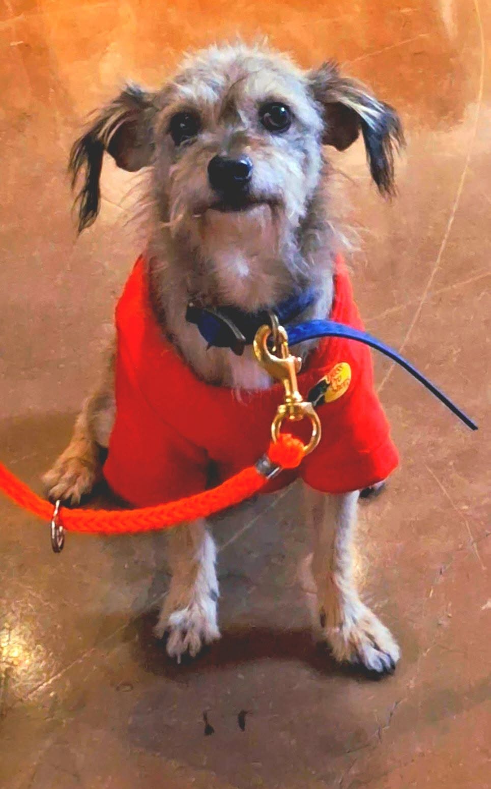 Lost Dog in Ontario