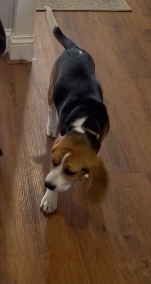 Lost Dog in Australia