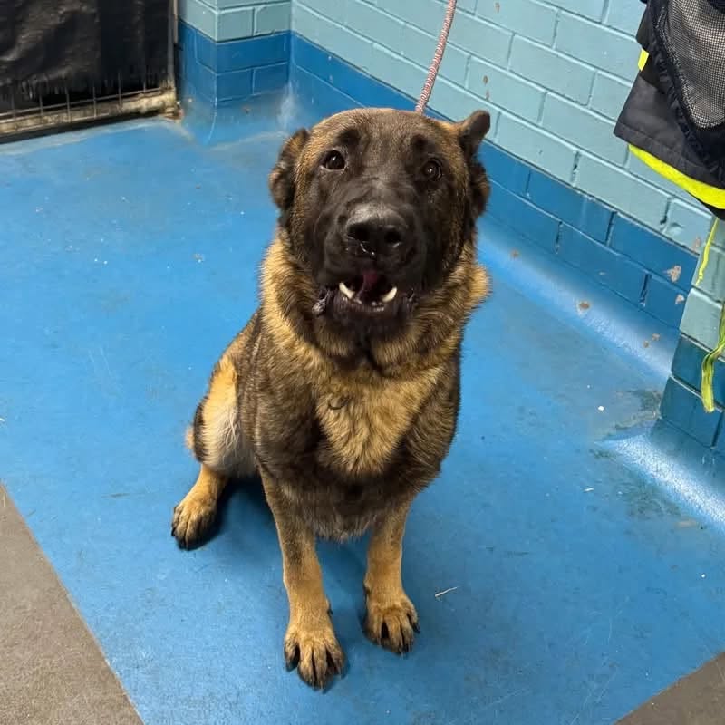 Found dog