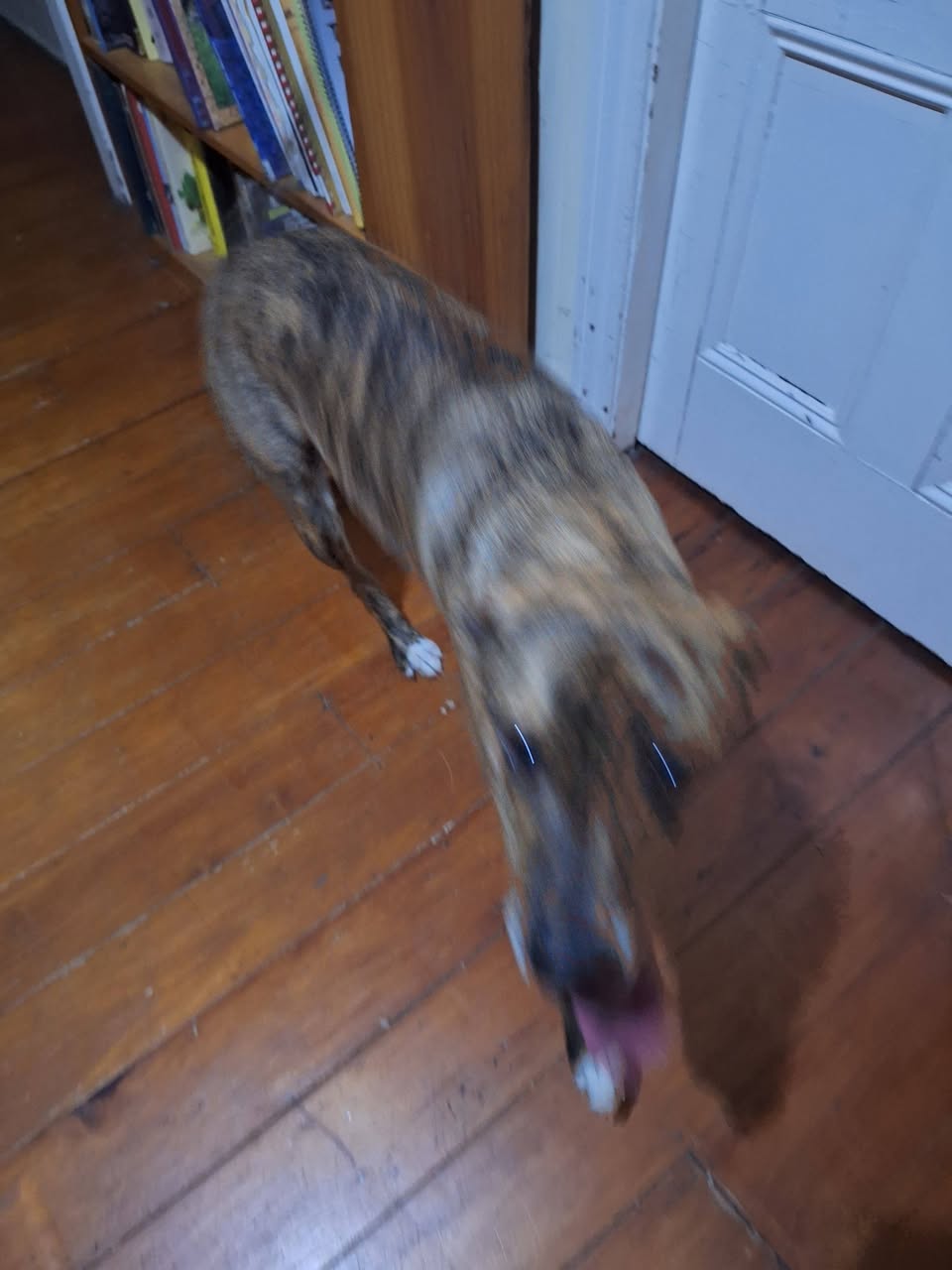 Found dog