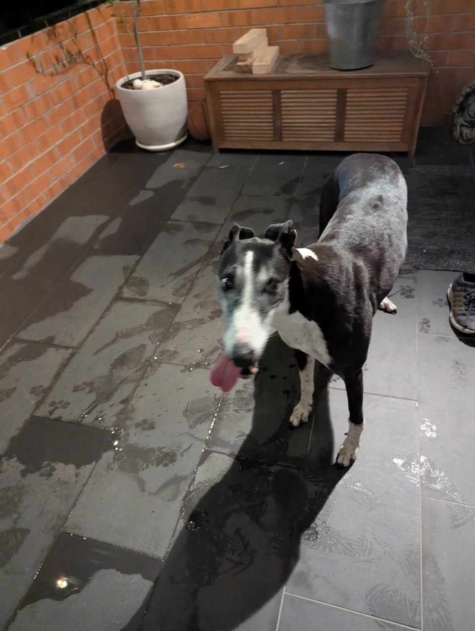 Found dog