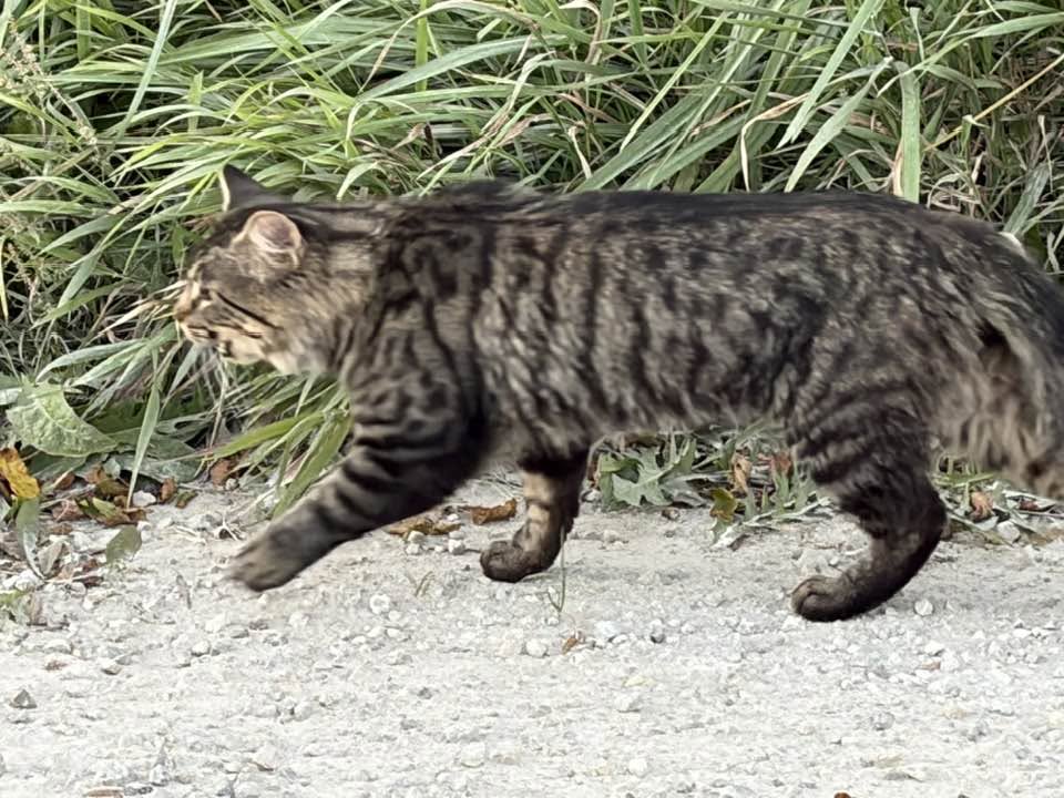 Found Cat in Epping Bridge