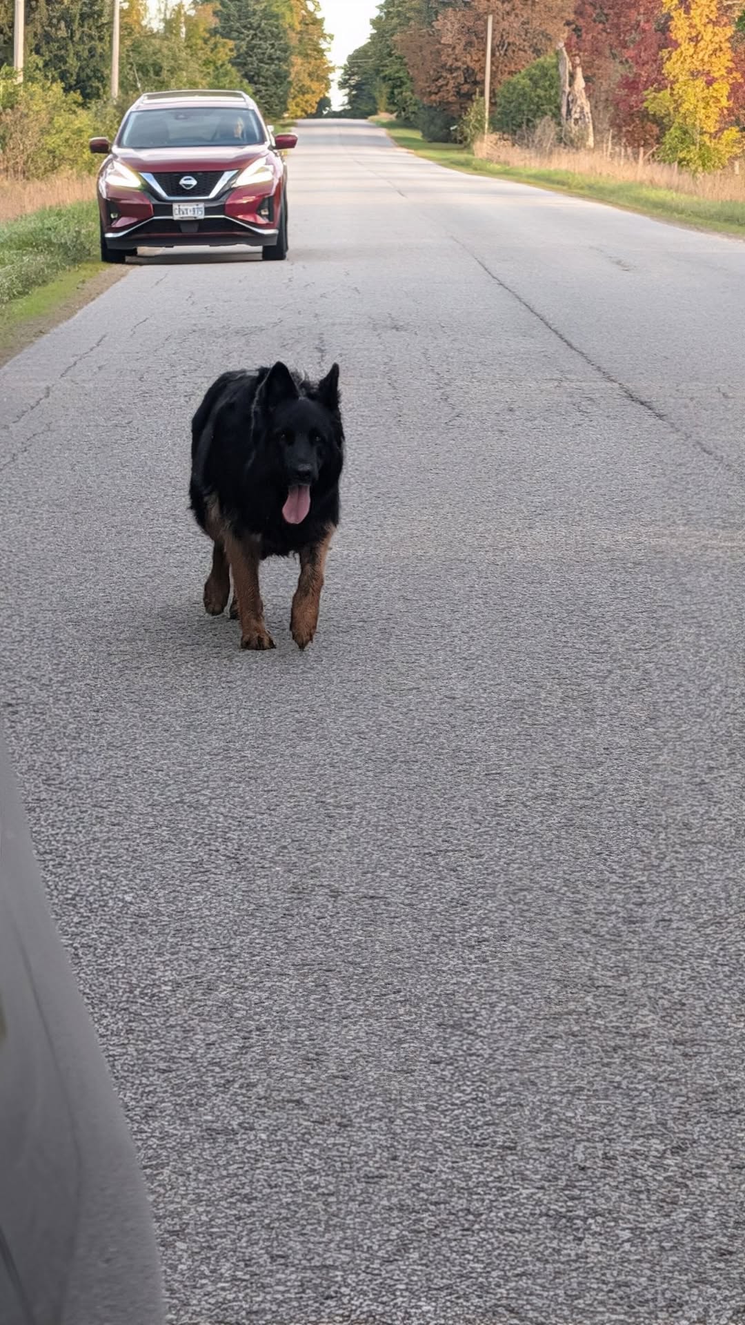 Found dog