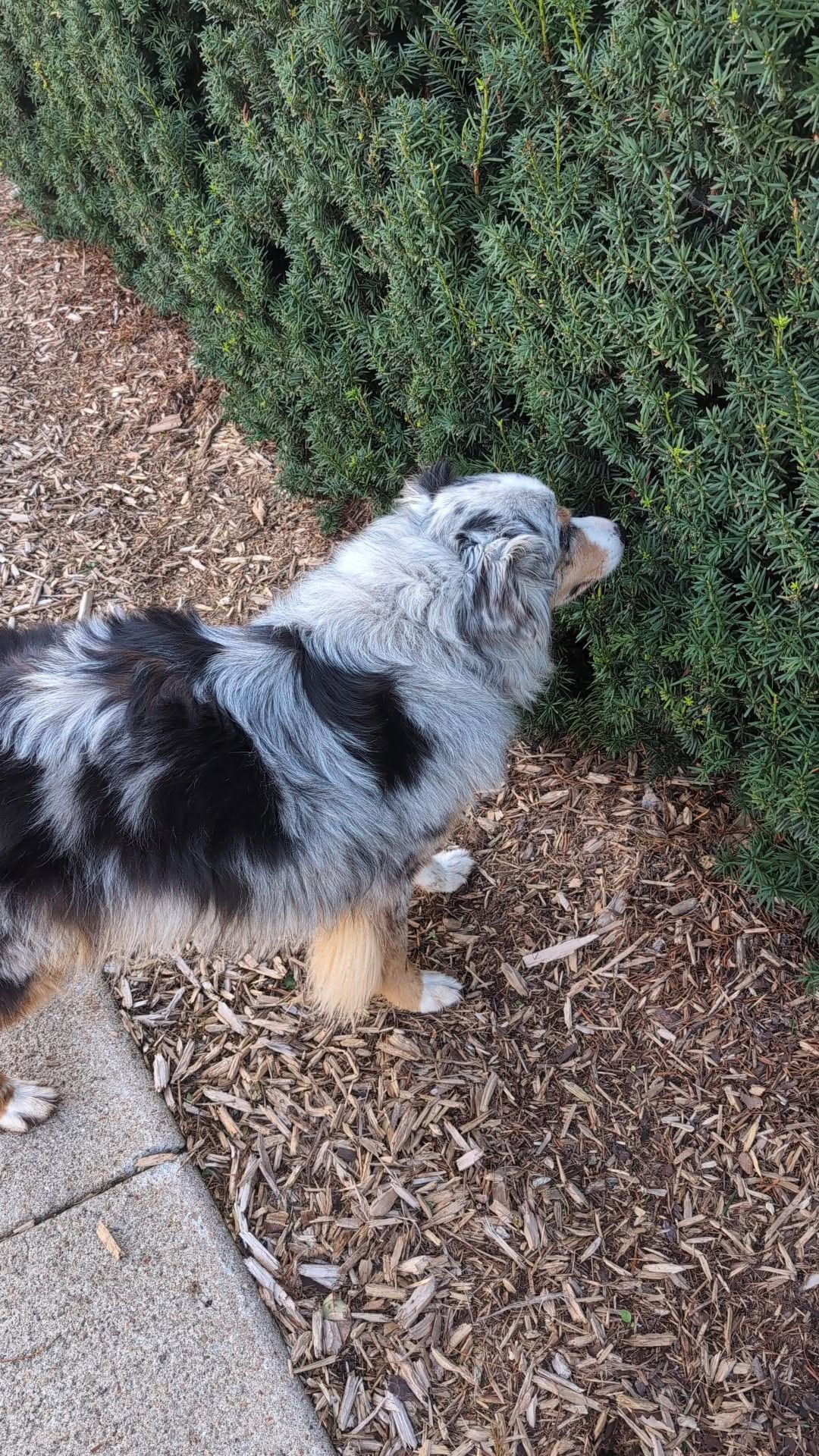 Found dog