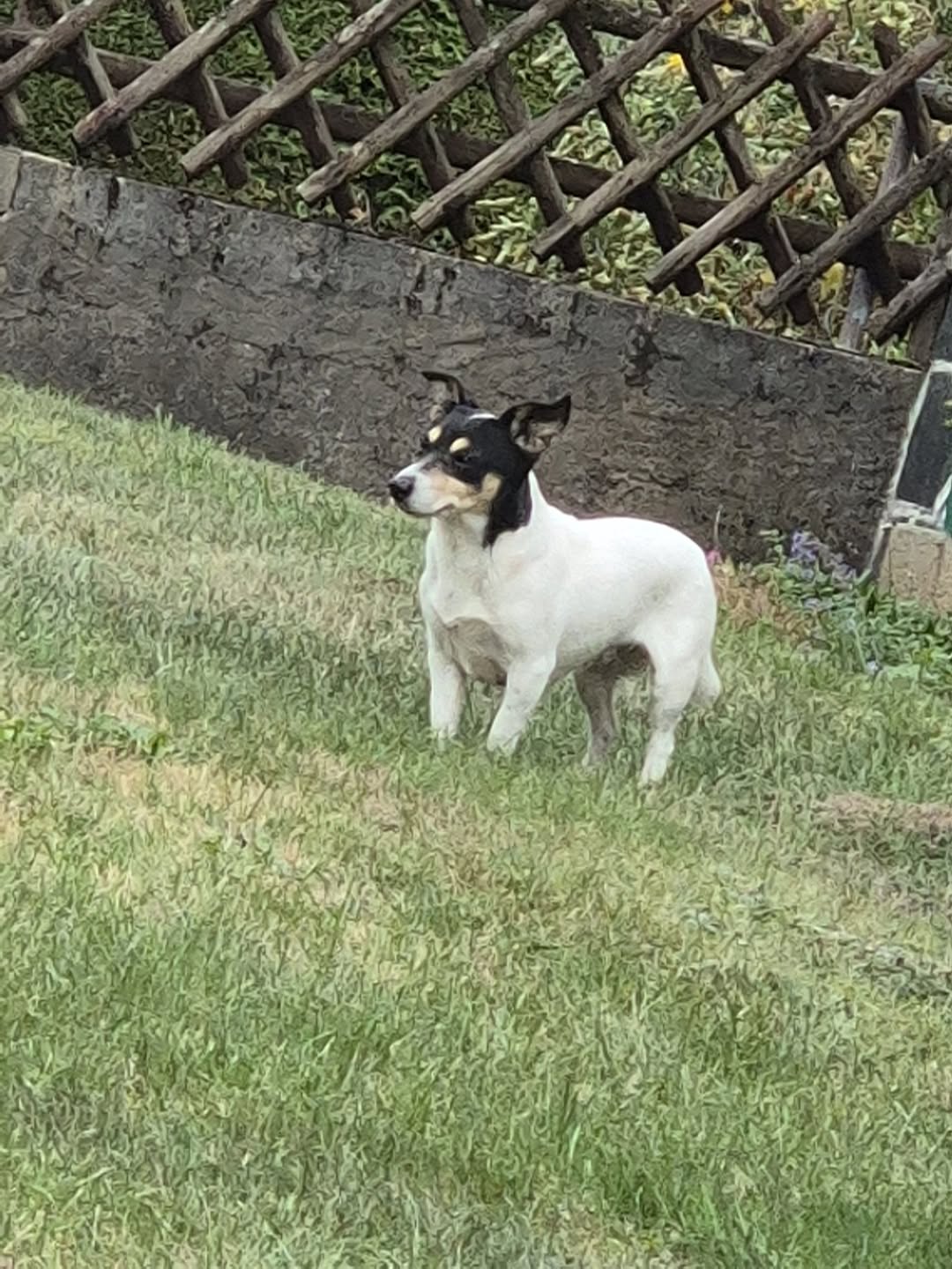 Found dog