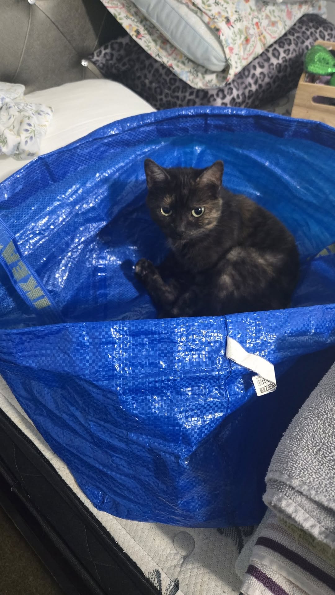 Lost Cat in Ontario