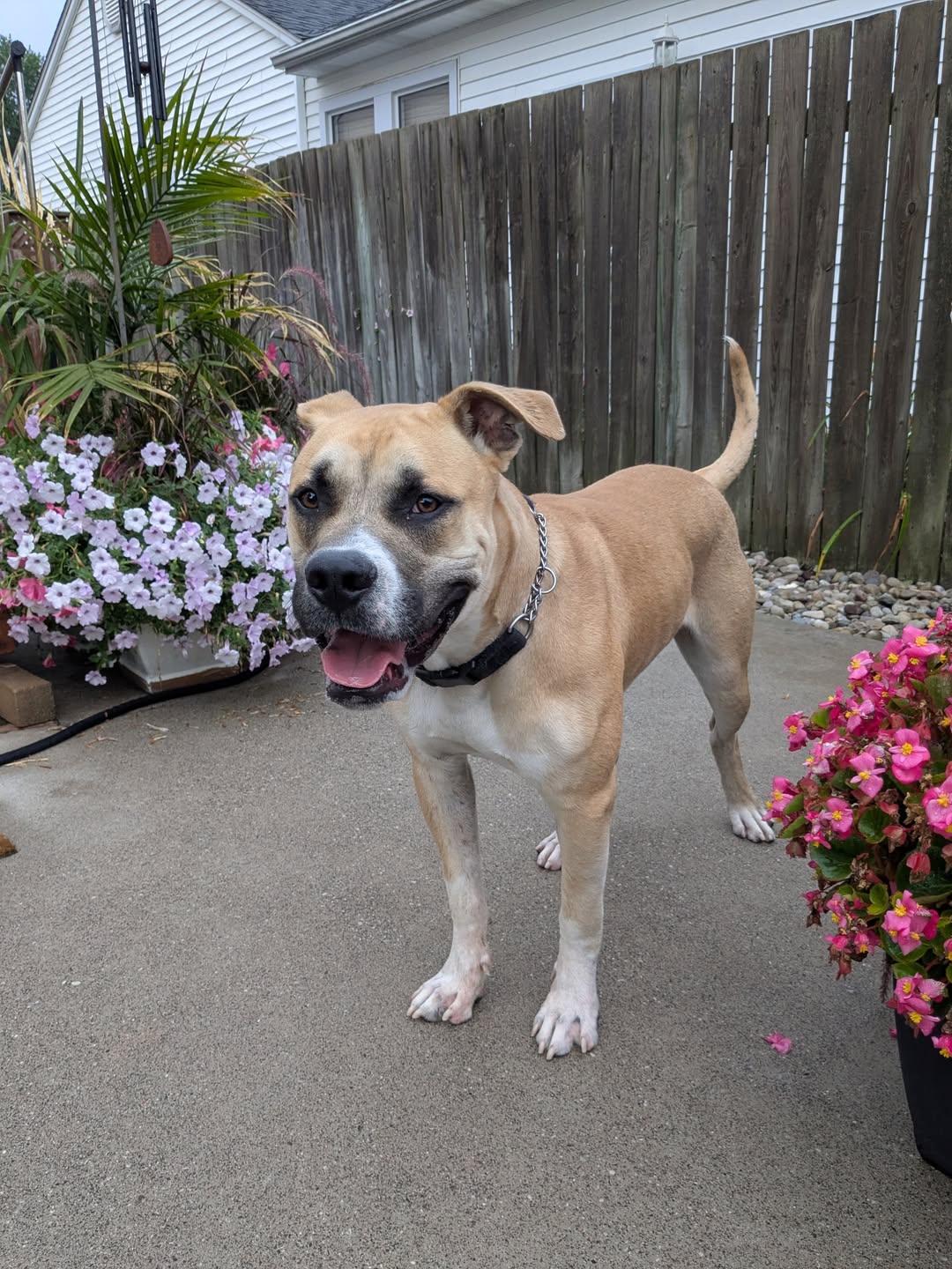 Found dog