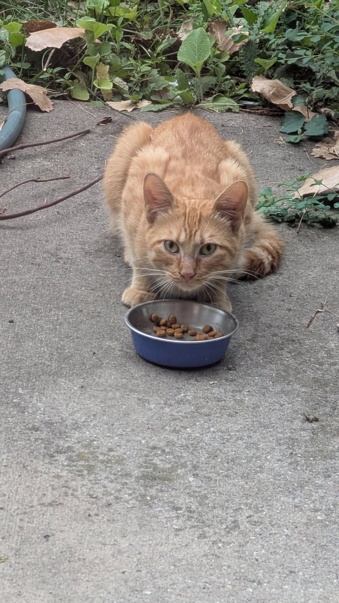 Found cat
