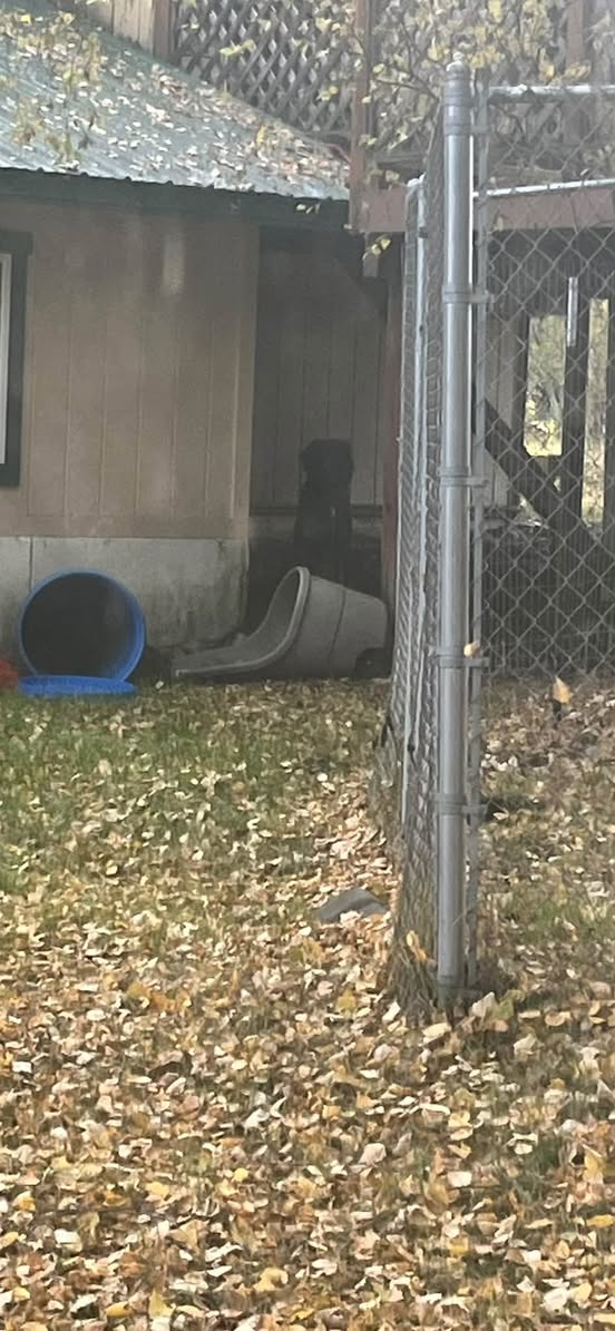 Found Dog in Alaska