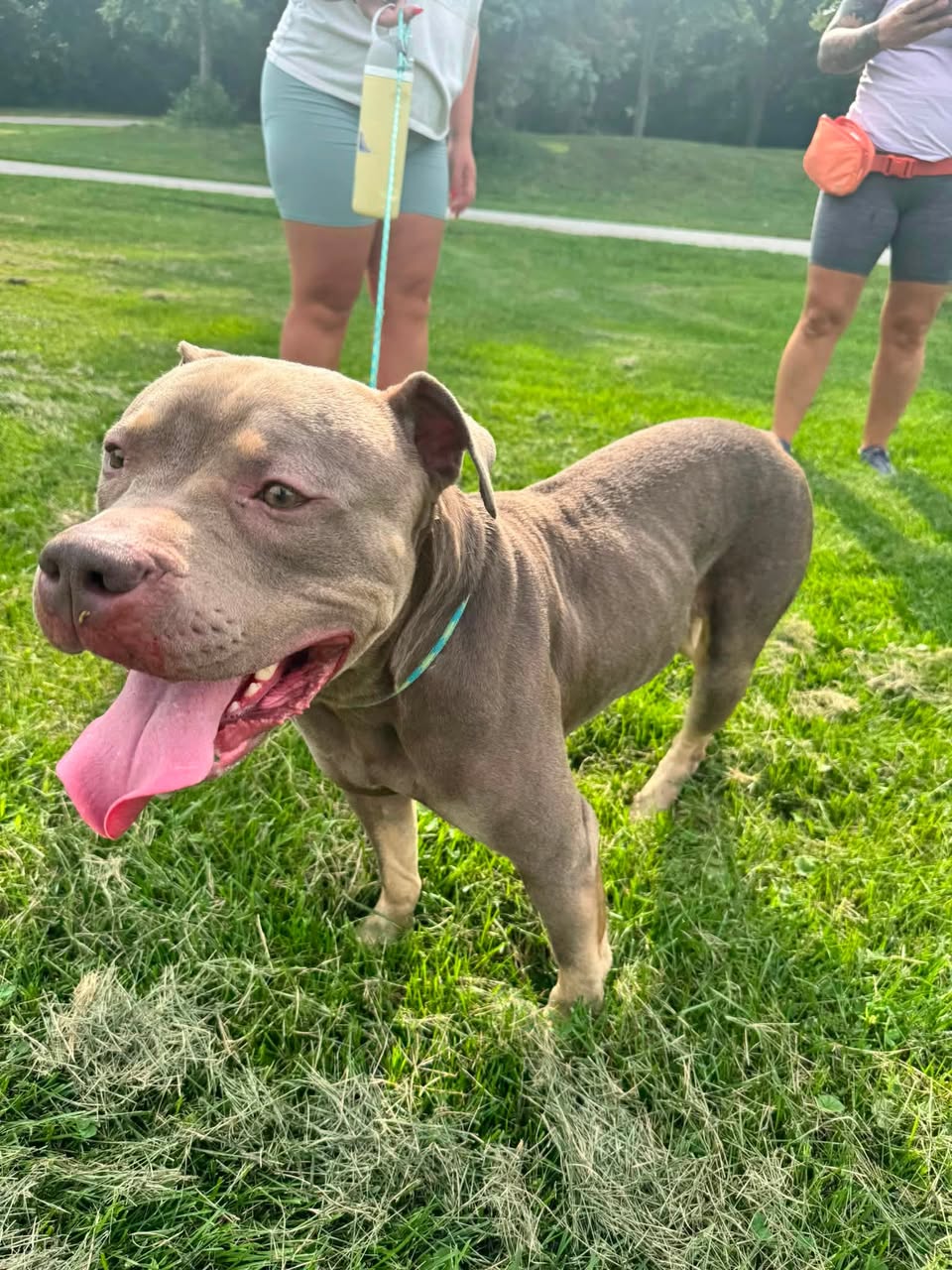 Found dog