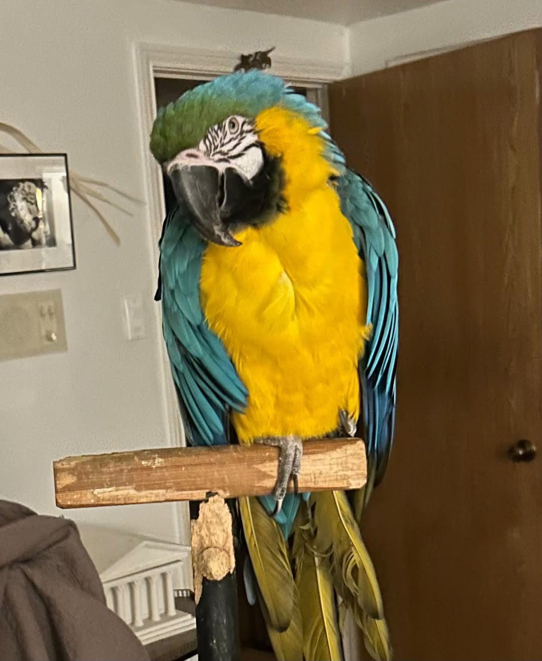 Lost bird