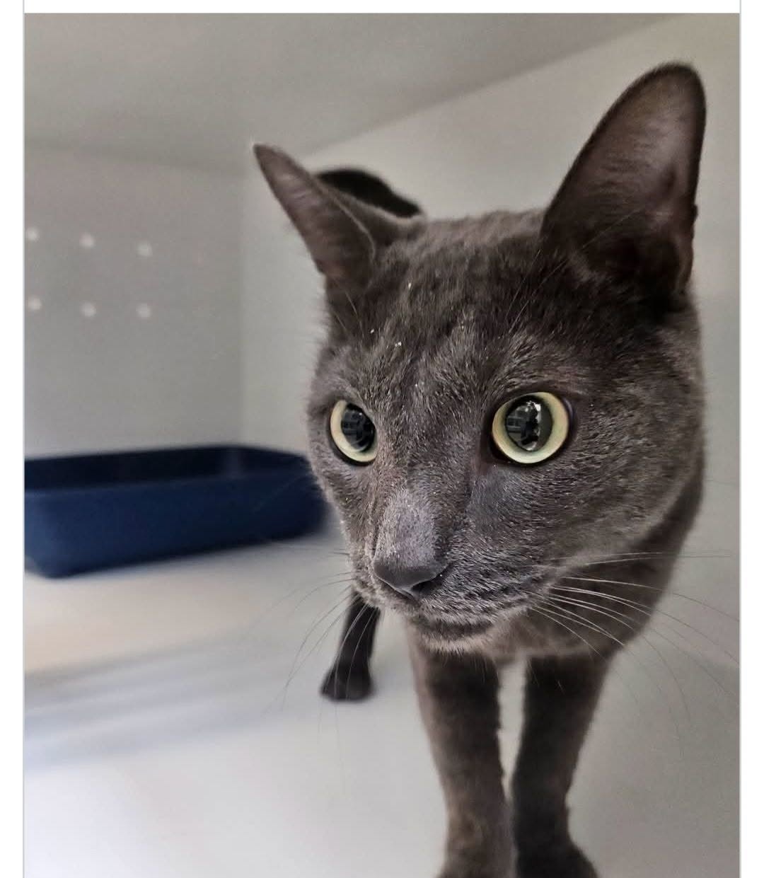 Found cat