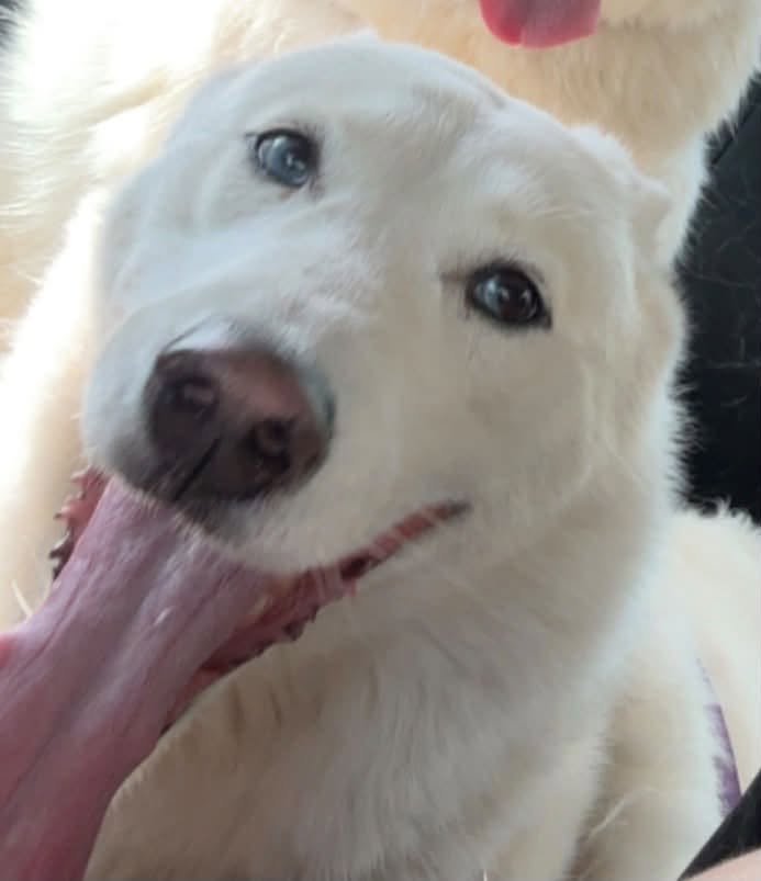 Lost dog