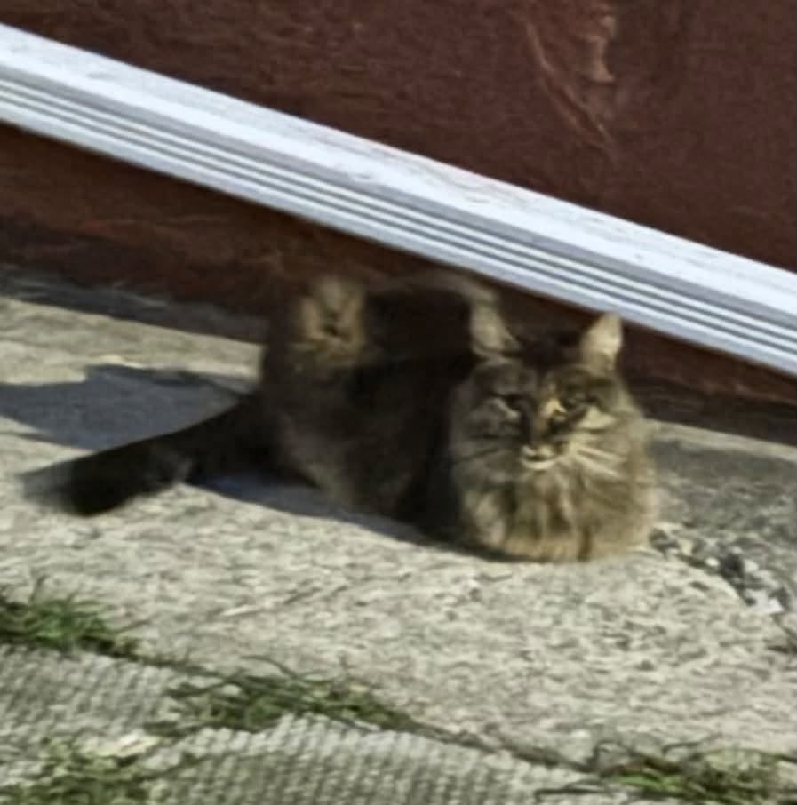 Found cat