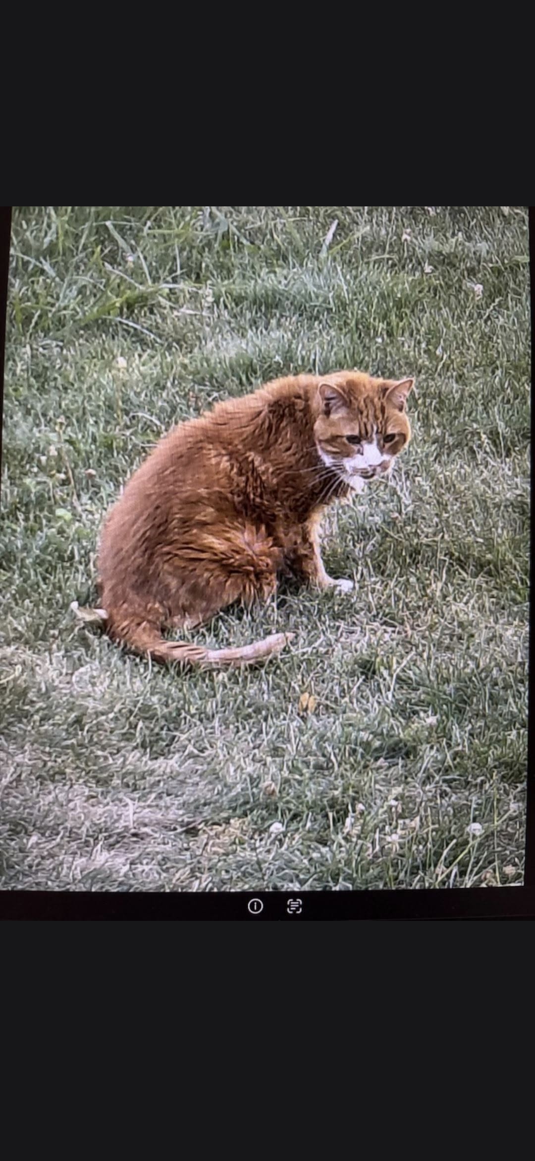 Lost Cat in Ontario