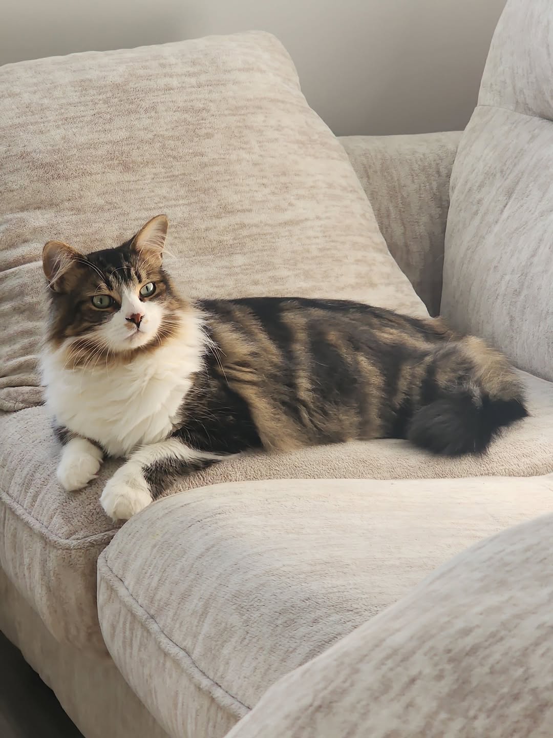 Lost Cat in Ontario