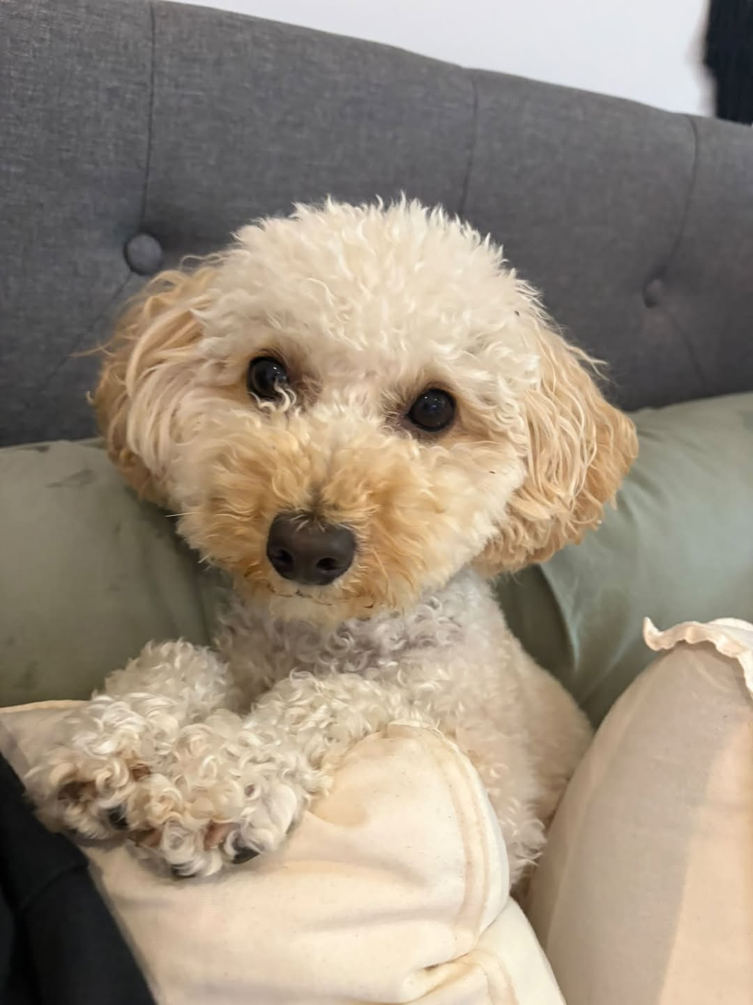 Lost dog