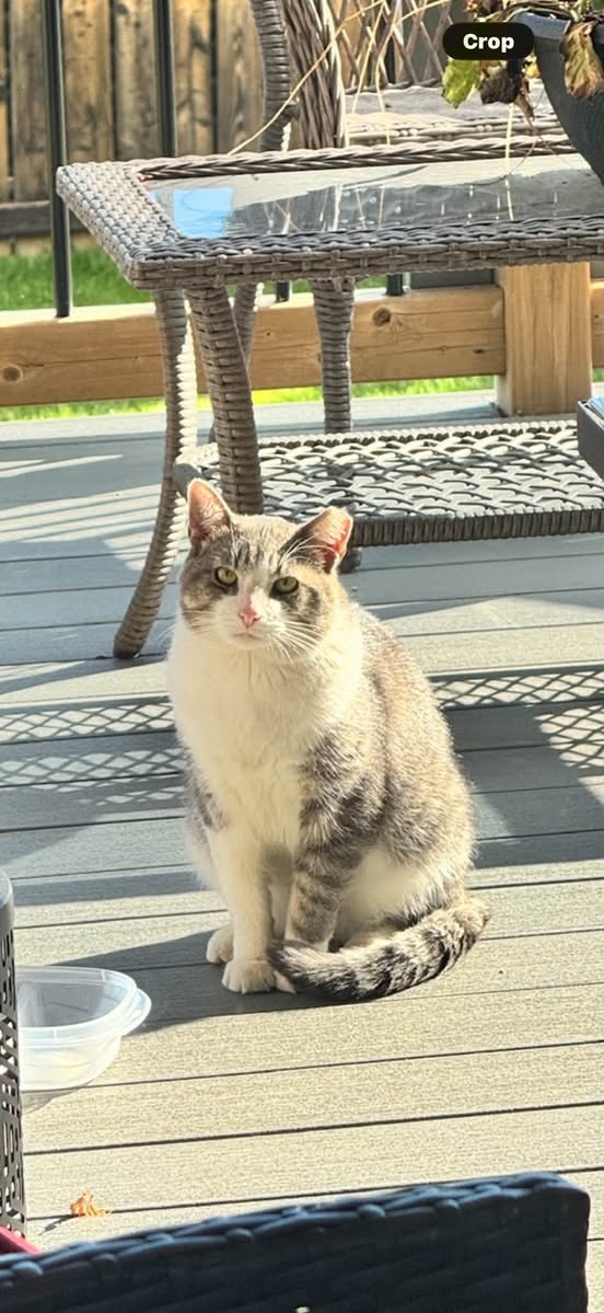Found cat