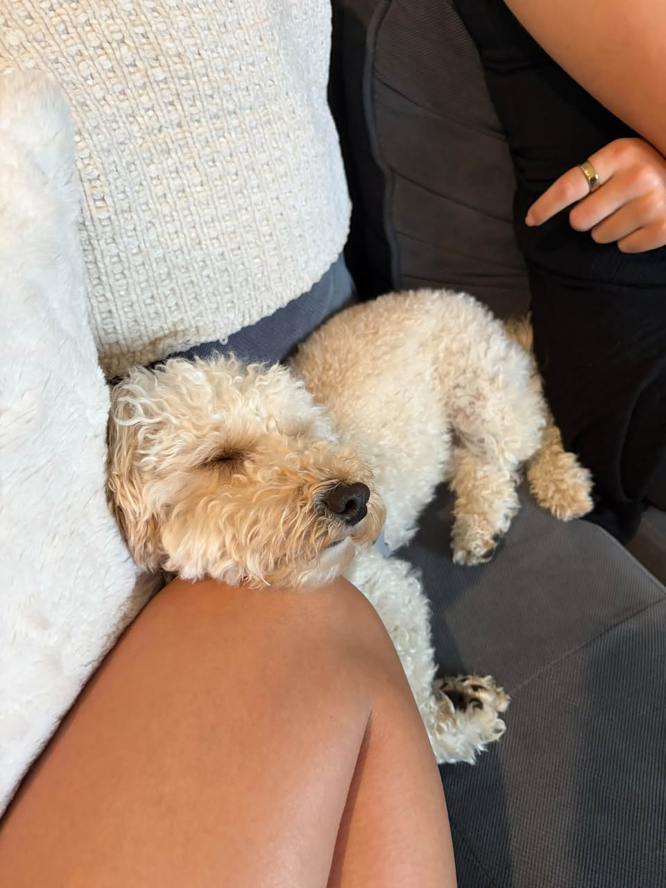 Lost dog