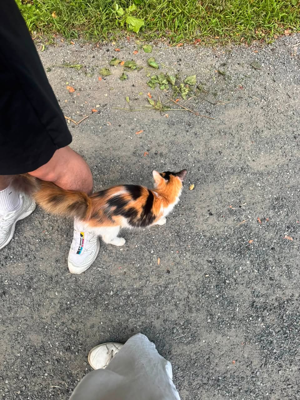 Found cat
