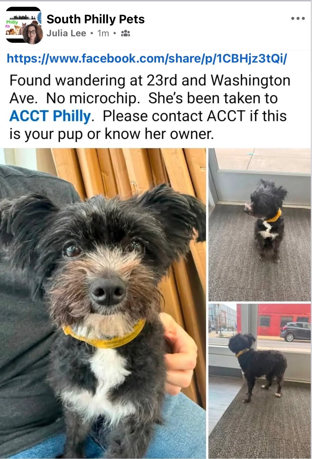 Found dog