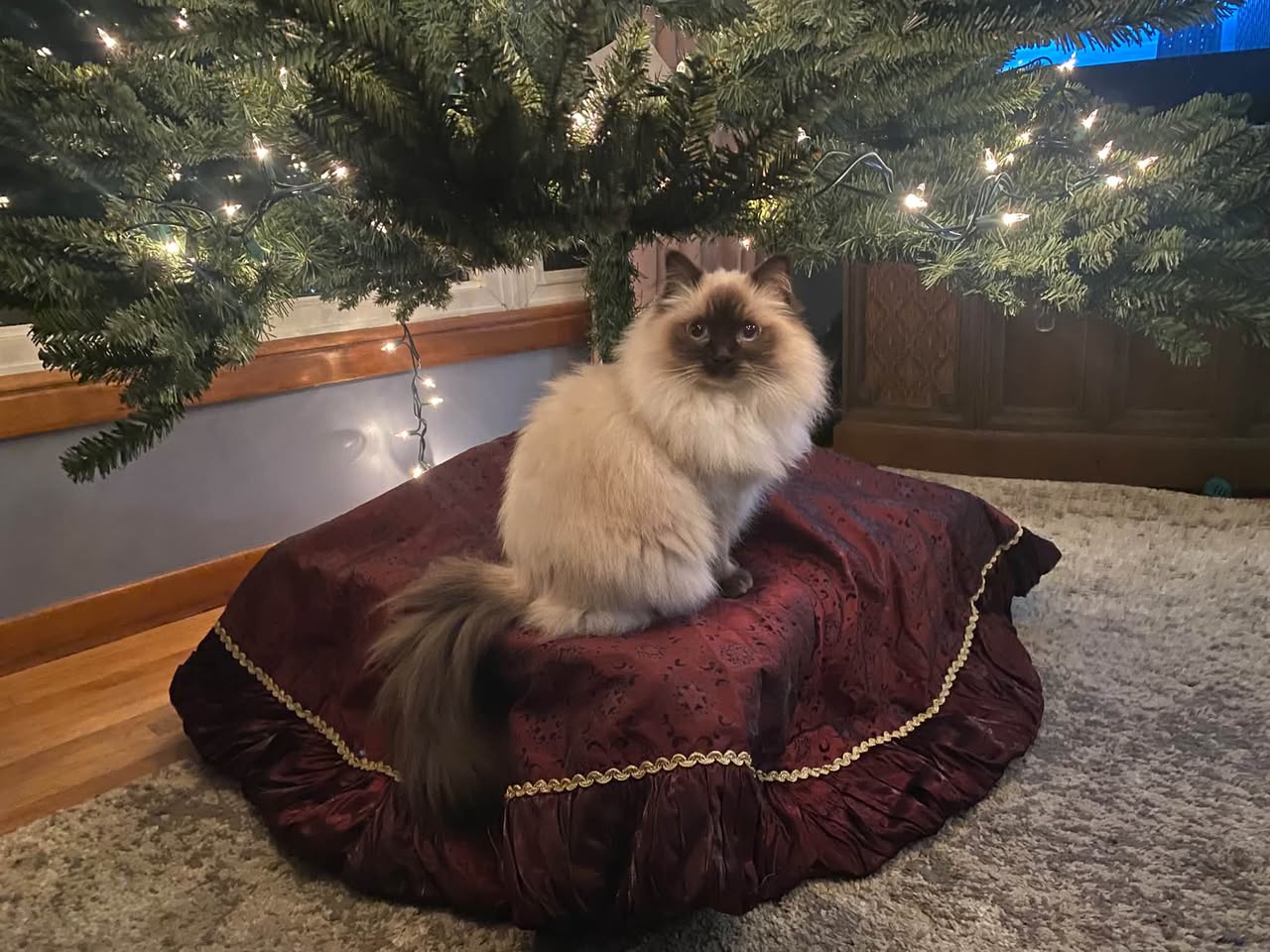 Lost Cat in LaSalle