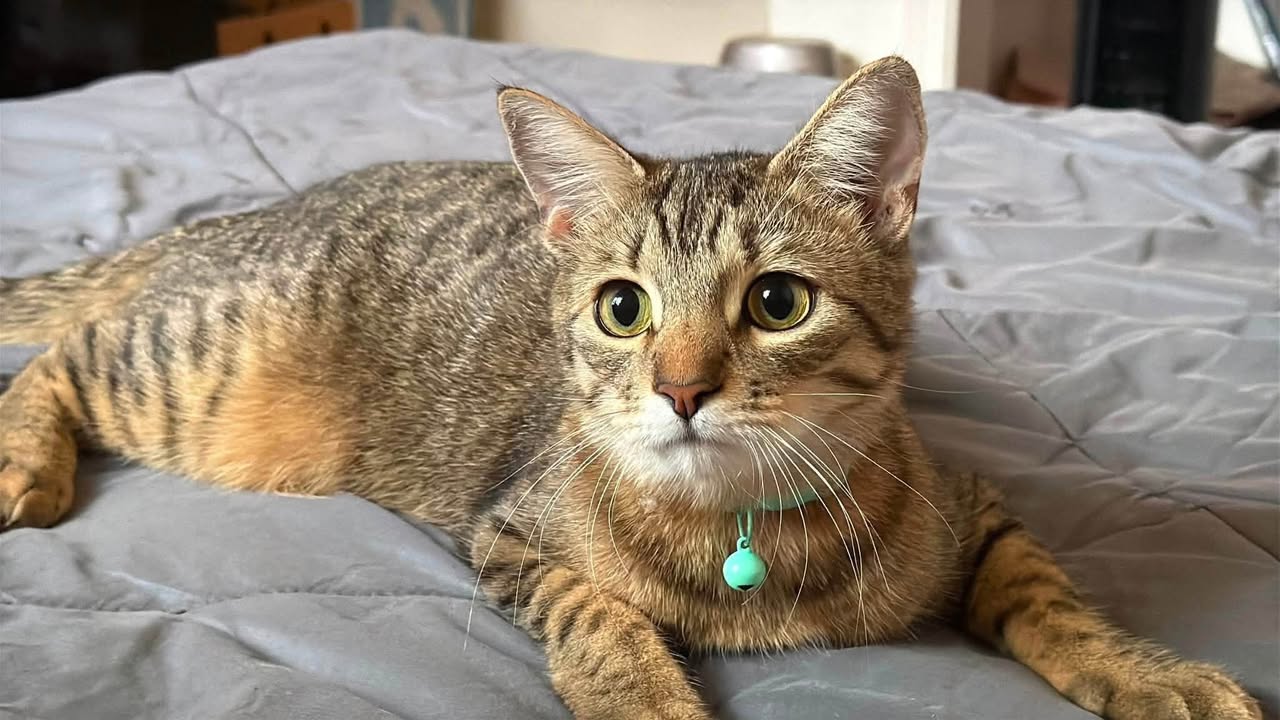 Lost Cat in Madera
