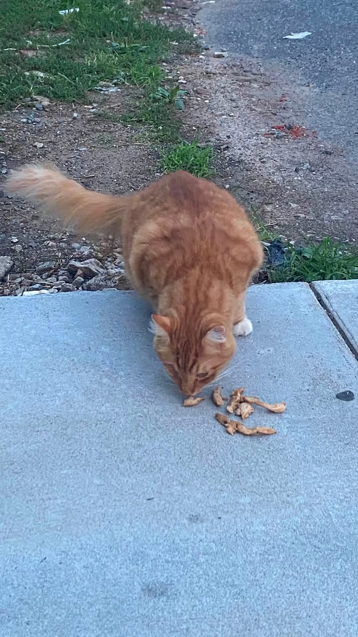 Found cat