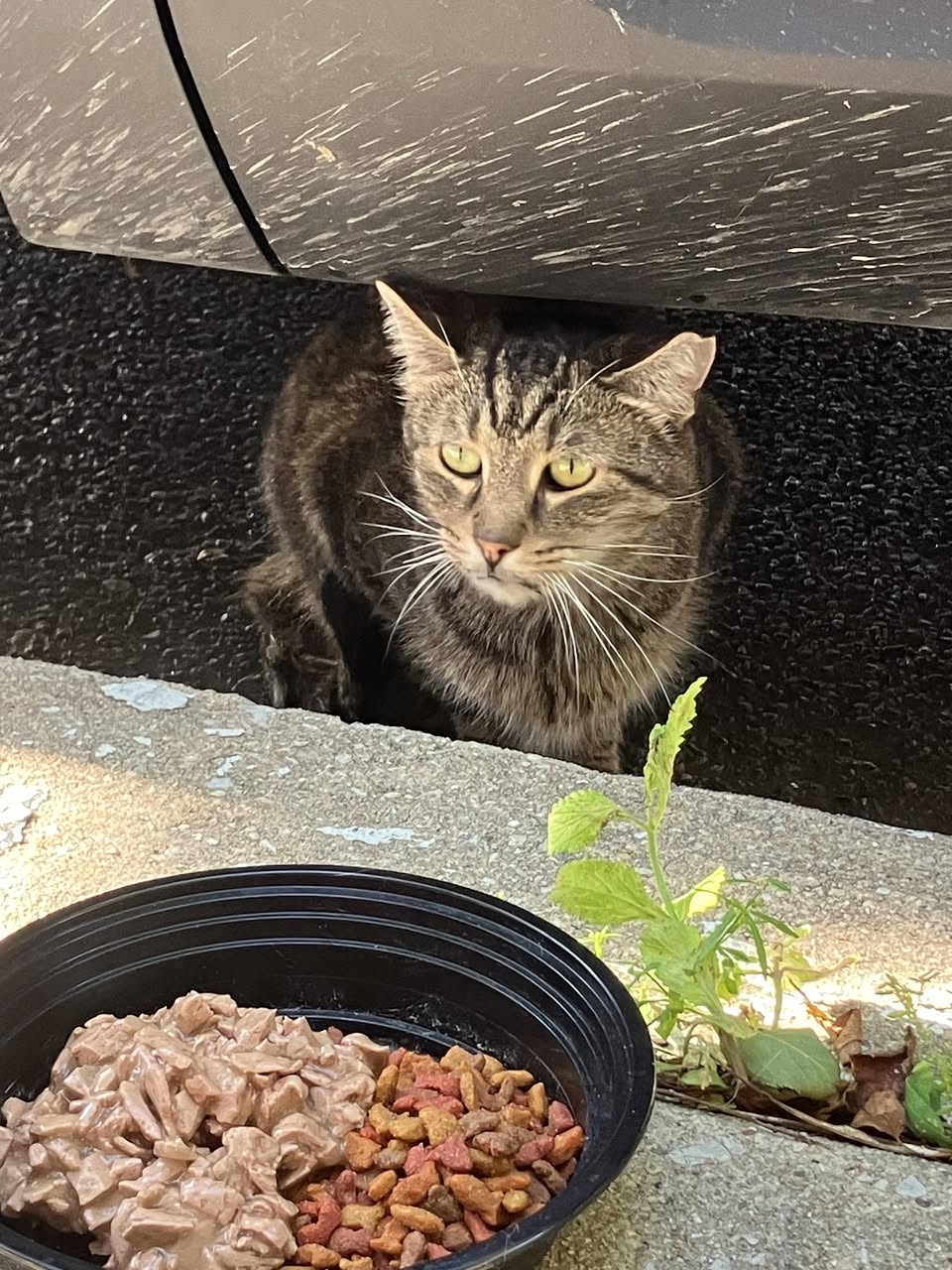Found cat