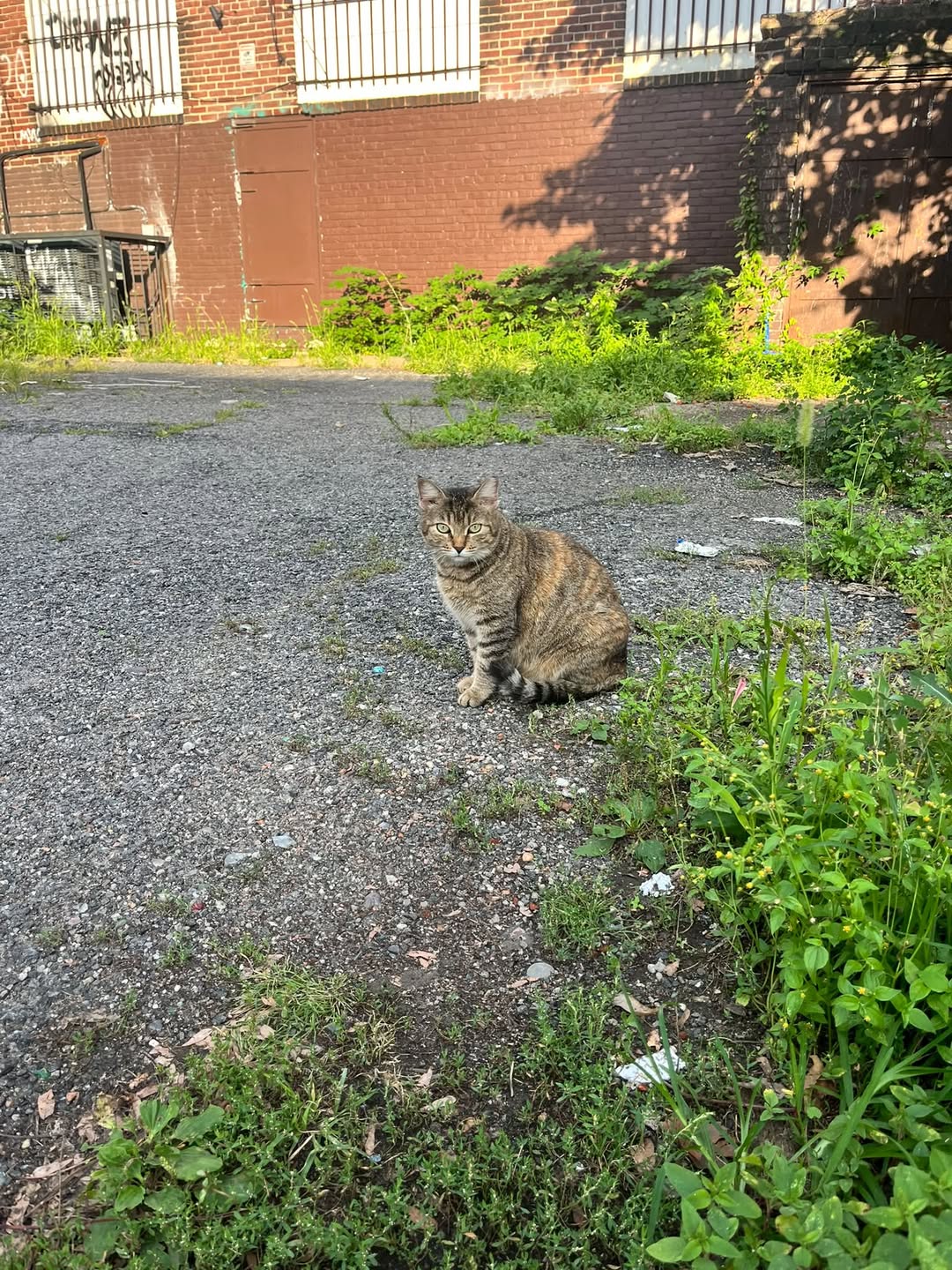 Found cat