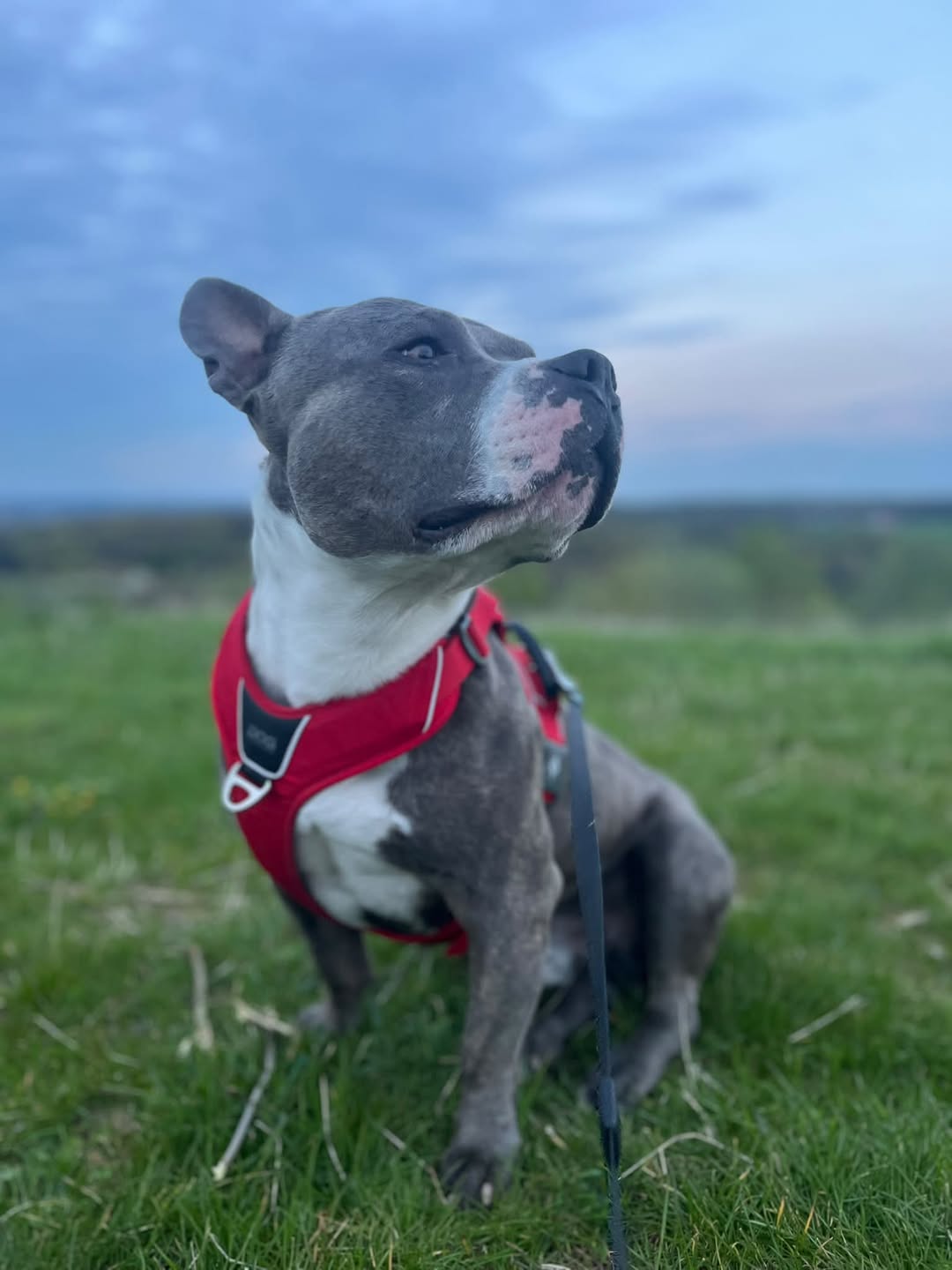 Lost dog